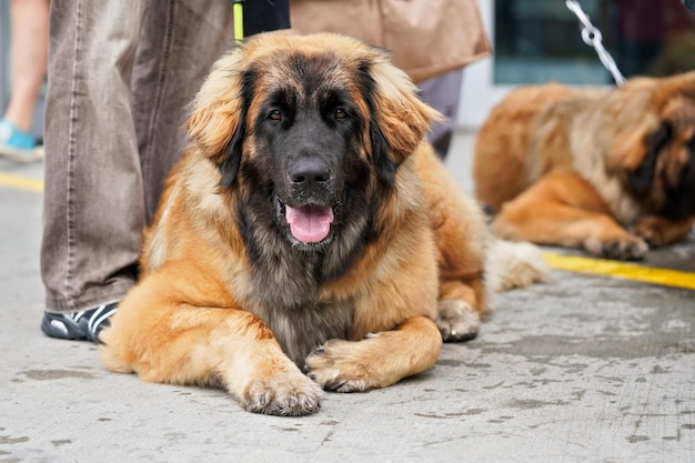 Léonberg - grand chien brun et noir portant sur un sol en pierre à côté de ses pieds maîtres.