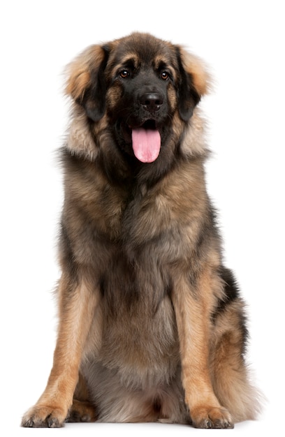 Photo leonberger, 11 mois. portrait de chien isolé