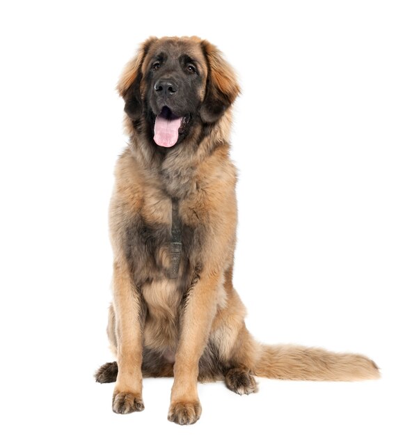 Leonberger