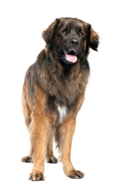 Leonberger