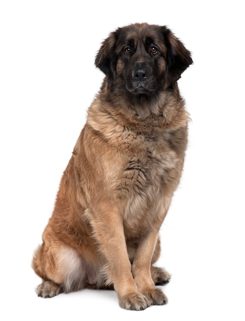 Photo leonberger