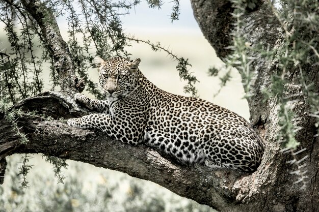 Léopard allongé sur une branche d'arbre dans le parc national du Serengeti