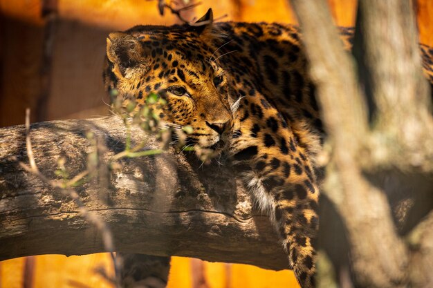 Léopard de l'amour en voie de disparition reposant sur un arbre dans l'habitat naturel Animaux sauvages en captivité Beau félin et carnivore Panthera pardus orientalis