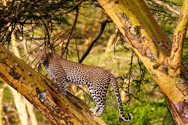 Léopard sur l'arbre. Vues du Kenya, Afrique