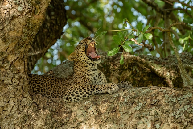 Léopard sur l'arbre