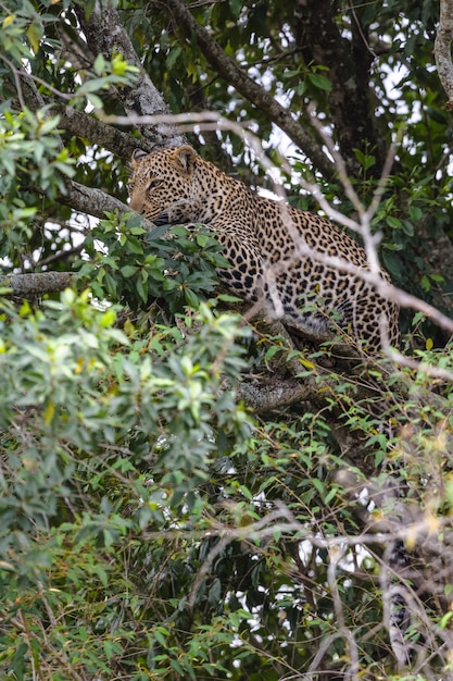 Le léopard en attente d'une proie sur un arbre