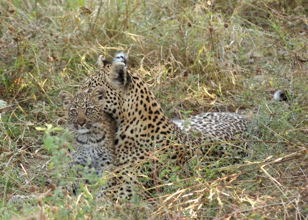 Photo le léopard au botswana