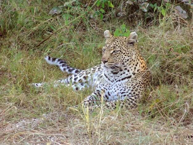 Photo léopard au repos
