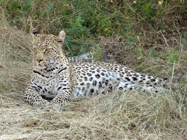 léopard au repos