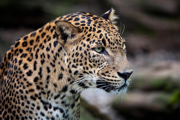 Léopard de Ceylan Panthera pardus kotiya Grand chat tacheté