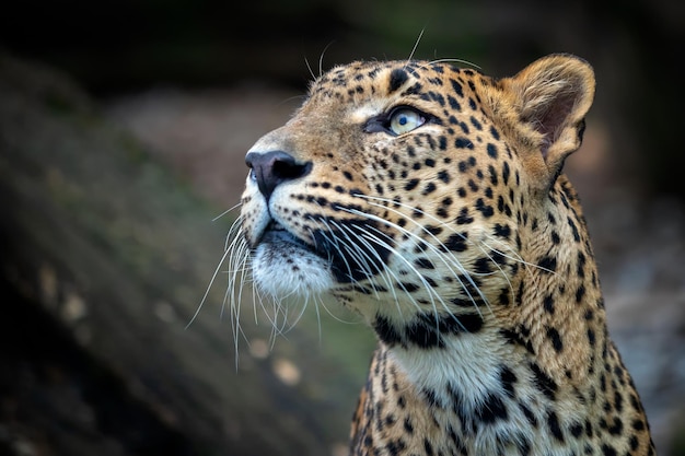 Léopard de Ceylan Panthera pardus kotiya Grand chat tacheté