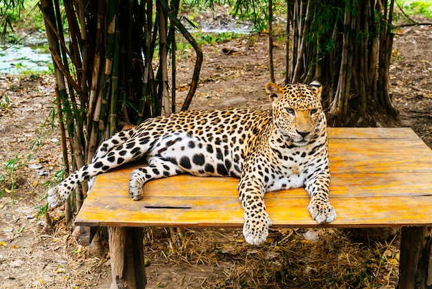 léopard couché sur le bois