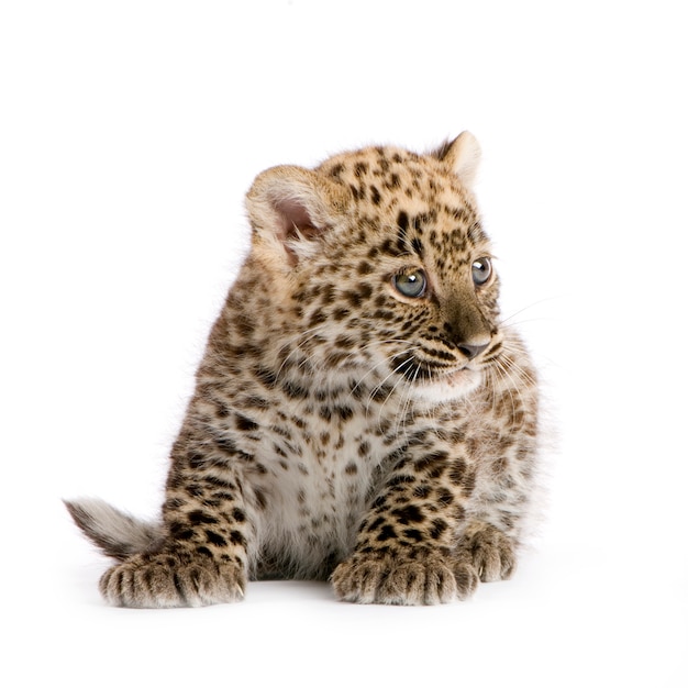 Leopard Cub devant un fond blanc