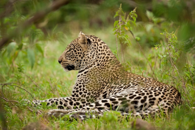 Léopard dans le Masai Mara