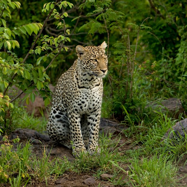 Léopard dans la réserve nationale du Serengeti