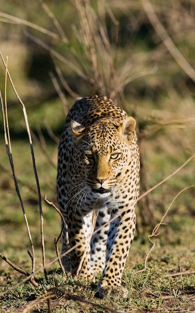 Léopard dans la savane