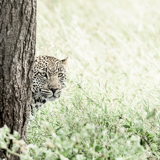 Léopard derrière un arbre dans le parc national du Serengeti
