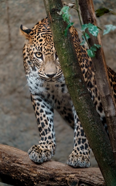 Léopard du Sri Lanka