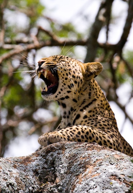 Le léopard est couché sur un arbre et bâille. Parc national. Kenya. Tanzanie. Maasai Mara. Serengeti.