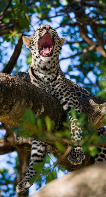 Leopard est couché sur un arbre et bâille
