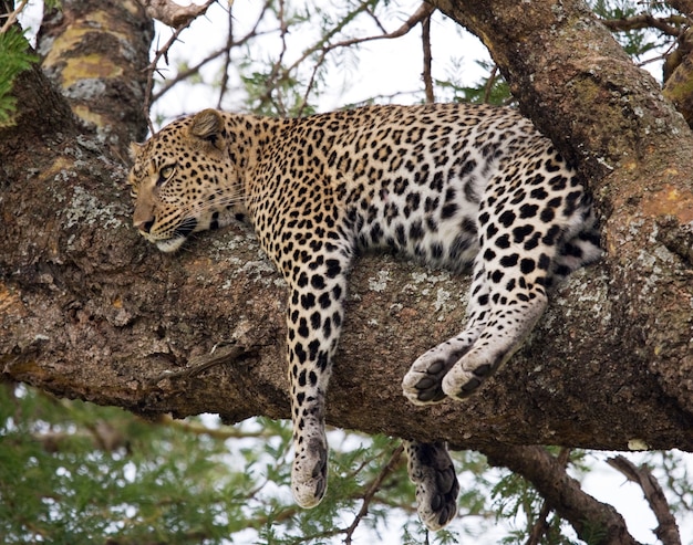 Leopard est couché sur un arbre. Parc national. Kenya. Tanzanie. Maasai Mara. Serengeti.