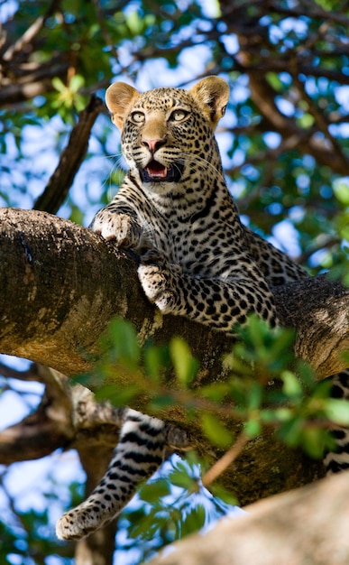 Leopard est couché sur un arbre