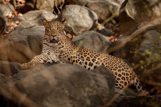 Léopard indien dans l'habitat naturel Léopard reposant sur le rocher Scène de la faune avec un animal dangereux