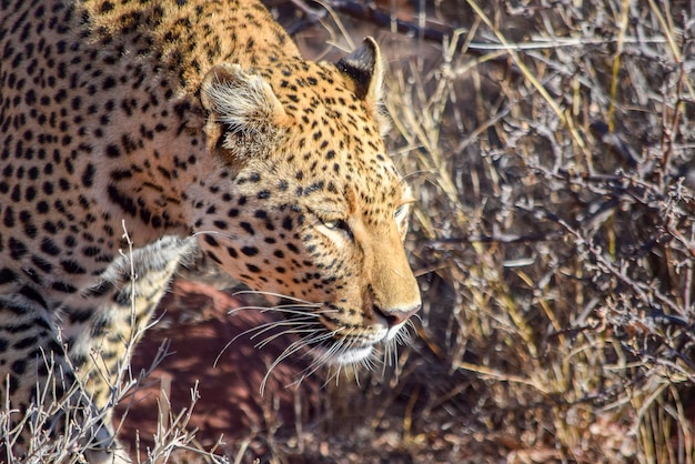 Le léopard en Namibie