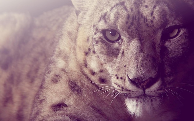 un léopard des neiges regarde la caméra avec un guépard sur son visage