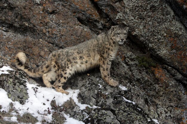 Le léopard des neiges Uncia uncia chat seul sur les rochers en captivité
