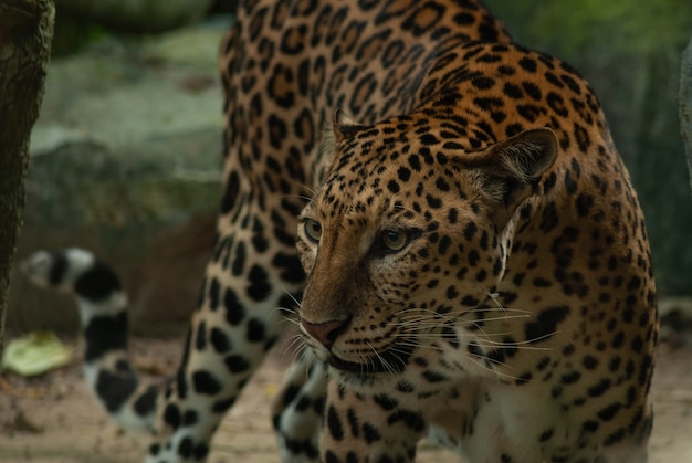 Léopard, panthera pardus, grand, tacheté, chat, mensonge, sur, arbre, dans, les, nature, habitat, thaïlande