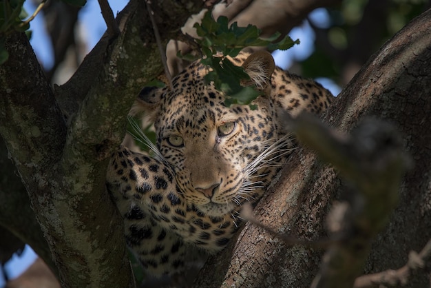 Léopard Panthera pardus