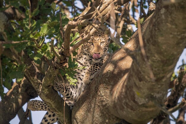 Léopard Panthera pardus