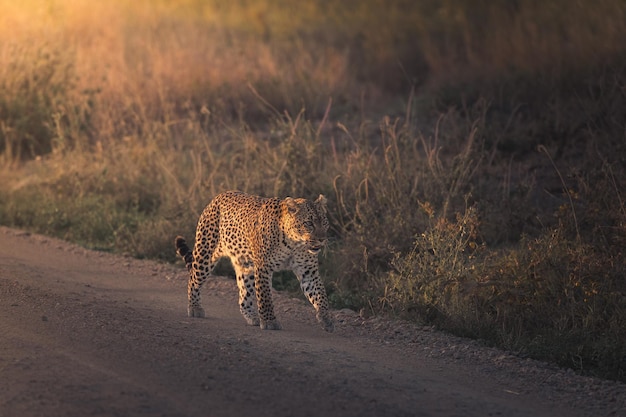 Léopard Panthera pardus