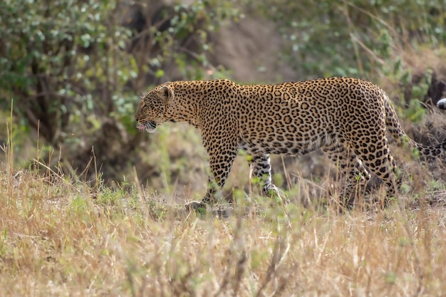 Léopard Panthera pardus