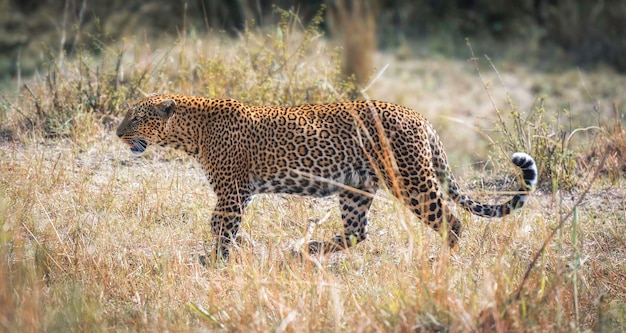 Léopard Panthera pardus