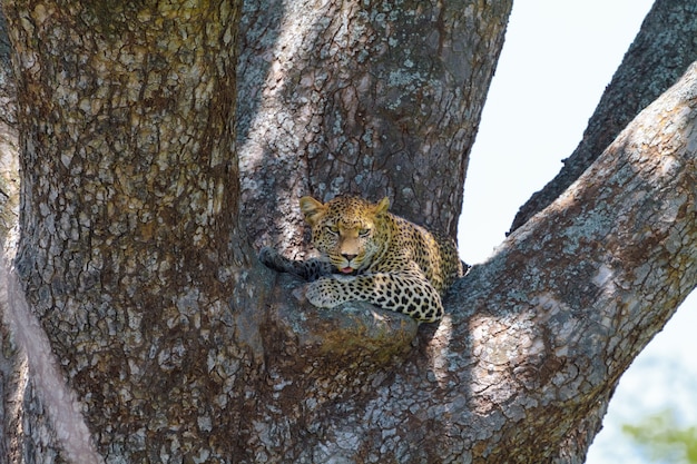 Léopard reposant sur la branche d'arbre. Serengeti, Tanzanie