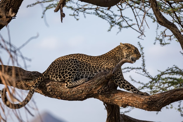 Un léopard repose sur le brach d'un arbre