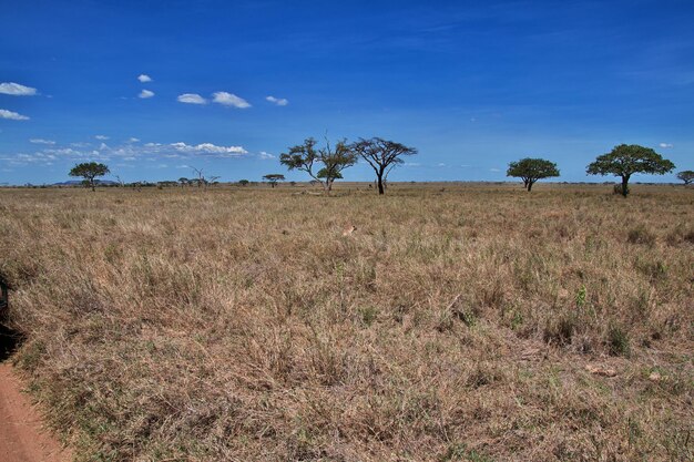 Un léopard en safari au Kenya et en Tanzanie en Afrique