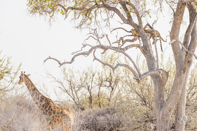 Léopard se percher sur une branche d'acacia contre le ciel blanc. Girafe marchant tranquillement. Safari animalier dans le parc national d'Etosha, principale destination de voyage en Namibie, en Afrique.