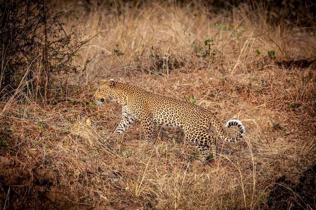 Léopard se promène dans la savane