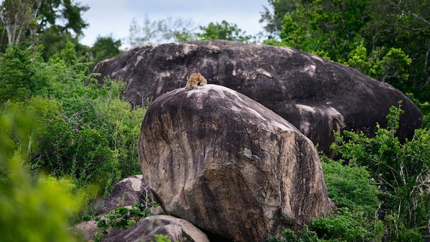 Léopard sri-lankais reposant sur un rocher au loin paysage magnifique paysage au parc national de Yala Sri Lanka