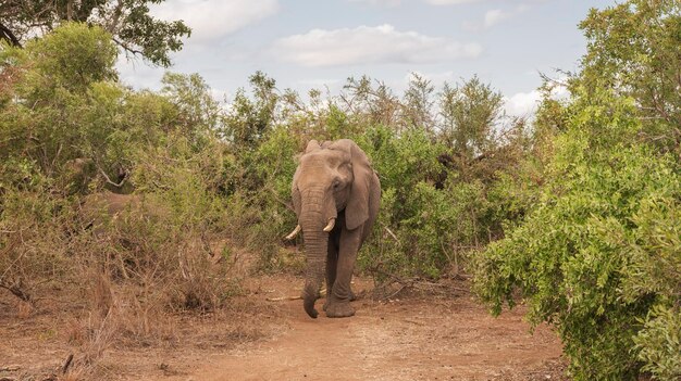 Éléphant africain de face regardant la caméra dans le parc national Kruguer