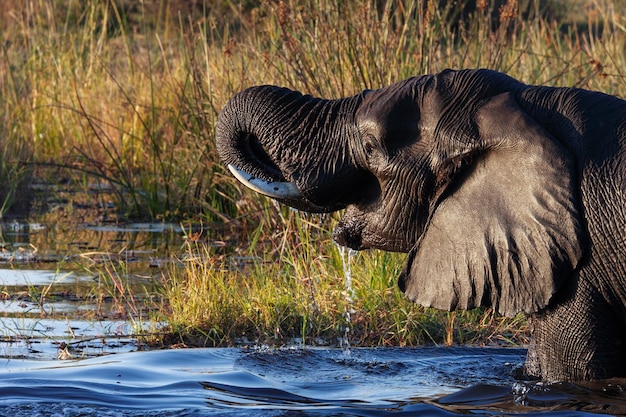 Éléphant d'Afrique Botswana