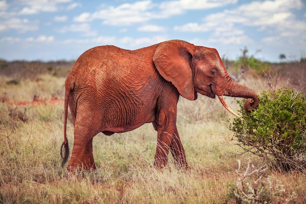 Éléphant d'Afrique (Loxodonta africana), rouge de la poussière, pâturage - manger des feuilles de brousse avec savane en arrière-plan. Tsavo Est, Kenya