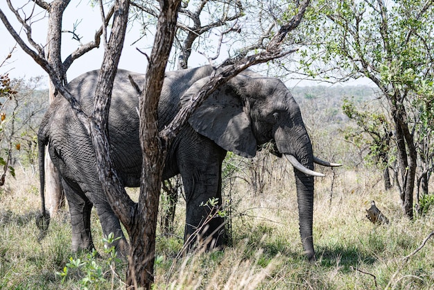 Éléphant d'Afrique Loxodonta Africana