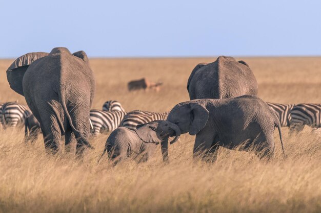 Éléphant d'Afrique Loxodonta