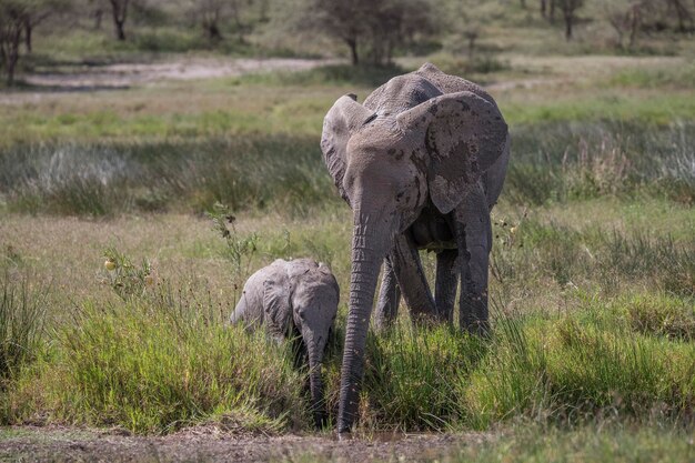 Éléphant d'Afrique Loxodonta