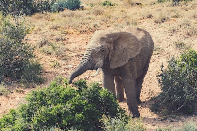 Éléphant d'Afrique marchant dans les buissons du parc national d'Addo, Afrique du Sud