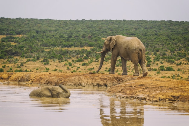 Éléphant d'Afrique nageant dans le lac dans le parc national d'Addo, Afrique du Sud